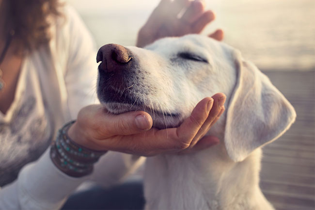 Hund wird gestreichelt - die persönliche und liebevolle Betreuung ist uns sehr wichtig.
